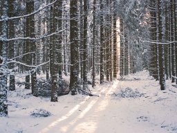 IMGP9415_Vinterstemning_i_skoven